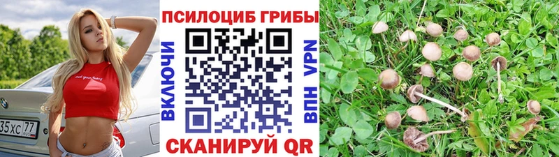 продажа наркотиков  Новоузенск  даркнет официальный сайт  Псилоцибиновые грибы ЛСД 